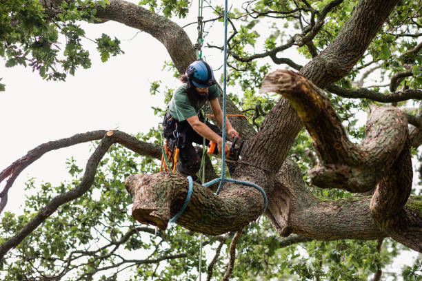 Best Tree Cabling and Bracing  in South Fallsburg, NY