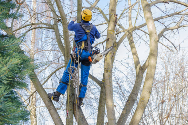 Best Tree Disease Treatment  in South Fallsburg, NY