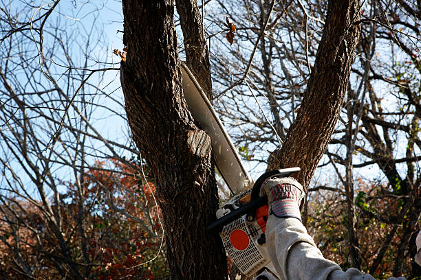 Trusted South Fallsburg, NY Tree Removal Services Experts