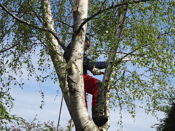 Best Leaf Removal  in South Fallsburg, NY