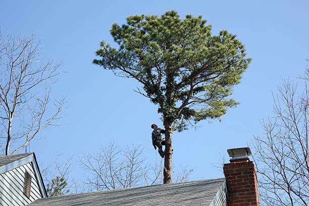 How Our Tree Care Process Works  in  South Fallsburg, NY